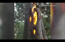 Drzewo płonące w środku.