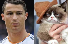 This cat earns more than Cristiano Ronaldo