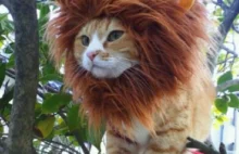 Bo każdy kot chce być królem zwierząt...