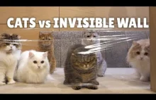 Kitku vs. „Niewidzialna ściana”