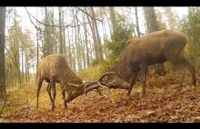 Walka jeleni zimą , zaskakująco duża grupa jeleni , wilk , łosie i...