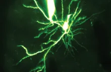 Moc obliczeniowa mózgu powielona - dendryty nie są pasywnymi elementami neuronu