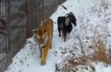 Dziwna przyjaźń kozy z tygrysem
