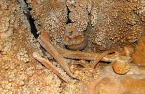 Człowiek z Altamury - uwięziony w stalaktycie