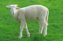 Starą skodą wieźli 13 kradzionych owiec