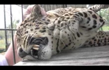 Jaguar mruczy podczas masażu niczym samochód zmieniający bieg