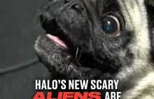 Przerażające głosy obcych w nowym Halo