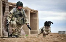 Pośmiertne odznaczenie dla psa. Służył w Afganistanie