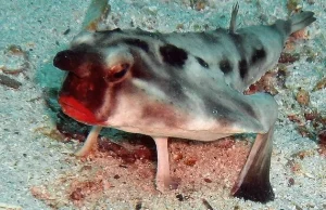 Batfish – najdziwaczniejsza ryba na świecie!