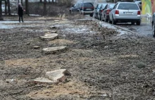 Kaczyński: przepisy dotyczące wycinki drzew na prywatnych posesjach do zmiany