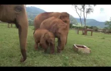 niania-słoń pilnuje bejbi-słoń, żeby to nie wpadło do dziury ( ͡º ͜ʖ͡º)