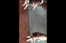 Reakcja dwóch psów Husky na postać filmową