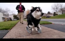 Niepełnosprawny pies zyskuje lepsze życie dzięki drukarce 3D