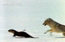 Wydry w konfrontacji z kojotami