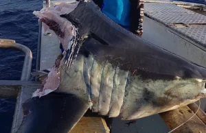 Wyłowili 100-kg głowę rekina. Resztę zjadło coś olbrzymiego