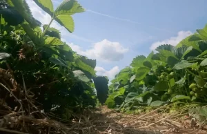 AMA - Producent truskawek