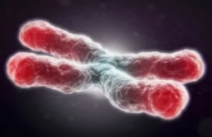 Długość telomerów "przepowiada" ryzyko zgonu