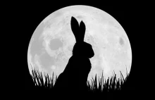 Netflix i BBC One wypuszczą miniserię Wodnikowe Wzgórze (Watership Down).