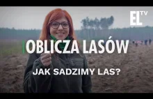 Jak sadzimy las? | Oblicza lasów #20