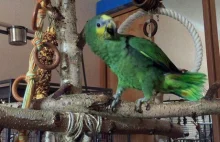 Crazy Parrot Orange-winged Amazon - lymotion-Video