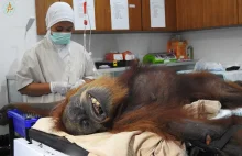 Orangutan znaleziony na plantacji oleju palmowego z 74 kulkami śrutu w ciele