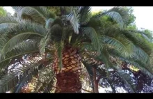 Palm Tree Cacophony - southern Spain