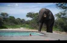Słoń przychodzi po wodę w basenie