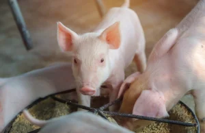 Naukowcy przywrócili do życia mózg ściętej świni