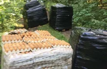 Ktoś wyrzucił tysiące jaj do lasu