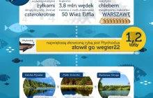 [Infografika] - Najpopularniejsza gra wędkarska jest z Polski