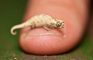 Maleńki, kameleon karłowaty. Zajmuje drugie miejsce na podium...