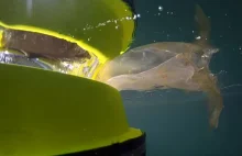 W Wielkiej Brytanii stworzono pierwszy na świecie morski kosz na śmieci