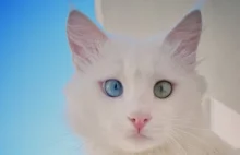 Aloş: Kot z najpiękniejszymi oczami na świecie!
