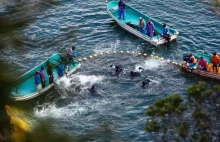 Japonia. 200 delfinów czeka na śmierć