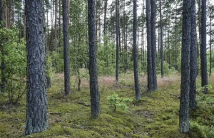 NIK o Lasach Państwowych: Ceny drewna spadały, pensje pracowników rosły