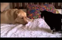 Psy denerwują koty poprzez swą przyjaźń.