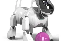 W Japonii z braku części zamiennych umierają psy-roboty Aibo