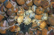 Na dnie Oceanu Indyjskiego odkryto sześć nowych, dziwacznych gatunków zwierząt