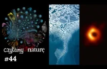 Czytamy naturę #44 | 2019 w nauce: wielka czarna dziura, świńska głowa, geny...