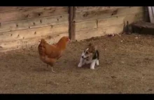 Piesek corgi zaczepia kurę.