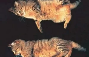 Dlaczego koty zawsze spadają na cztery łapy?