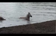 Krokodyl walczący z zebrą i ''bohaterskie'' hipopotamy