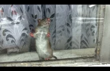 W centrum miasta szczury wyglądają przez okna...