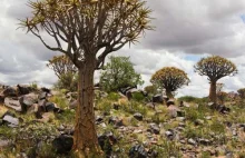 Drzewa kołczanowe - naturalne lodówki Afryki.