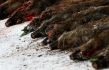 „Dziki zabite przez PSL umierały w ciszy”
