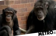 Boy 'told his mum he wanted to rape her after watching chimps mating on TV'
