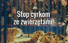 Warszawa mówi 'nie' cyrkom ze zwierzętami. Karygodne warunki, szkodliwy przekaz