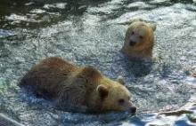 Niedźwiedzie w ukrytej kamerze - Alaska live