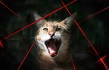 Dzikie koty kontra laser.