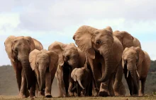 Słonie rodzą się bez kłów przez kłusowników.